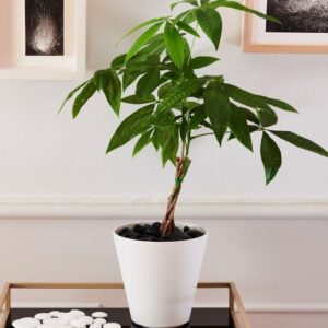 Product afbeelding