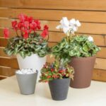 Vorige productafbeelding